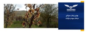 بهترین زمان سمپاشی درختان میوه و مرکبات